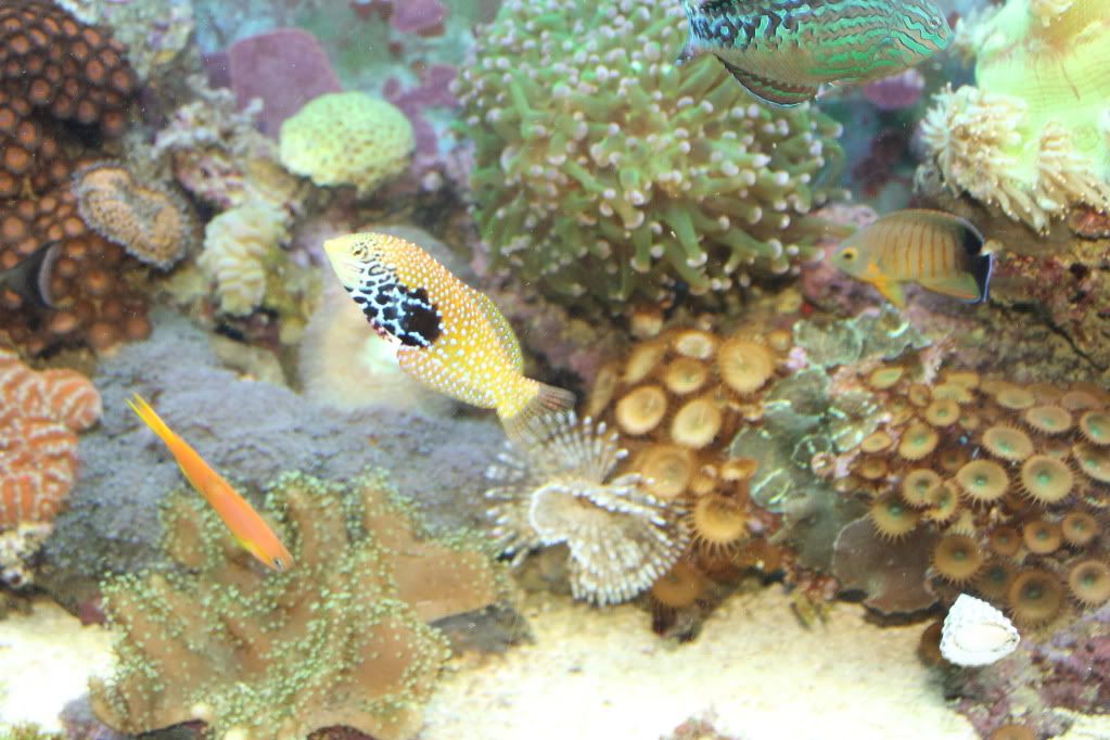 my mixed reef IMG_0003