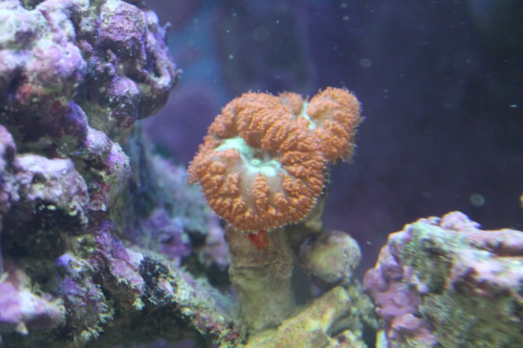 my mixed reef IMG_0005