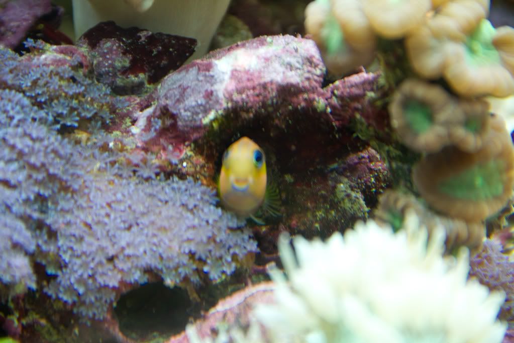 my mixed reef IMG_0020-2