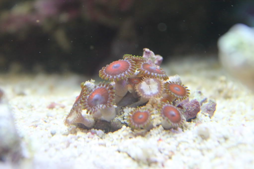my mixed reef IMG_0020
