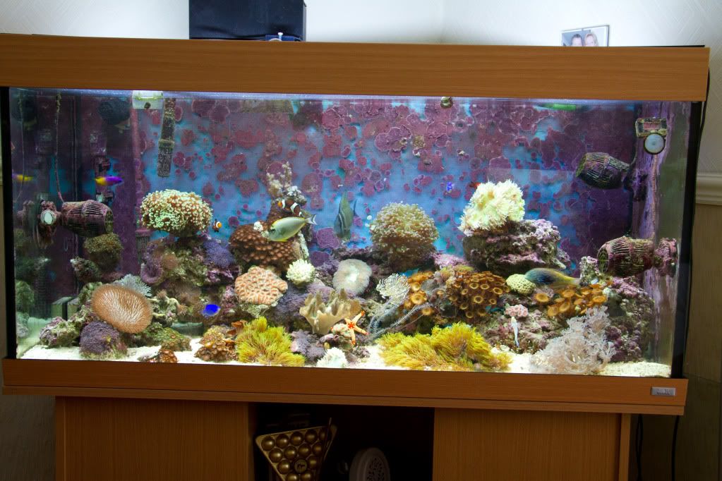 my mixed reef IMG_0024-2