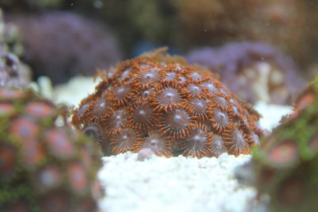 my mixed reef IMG_0031