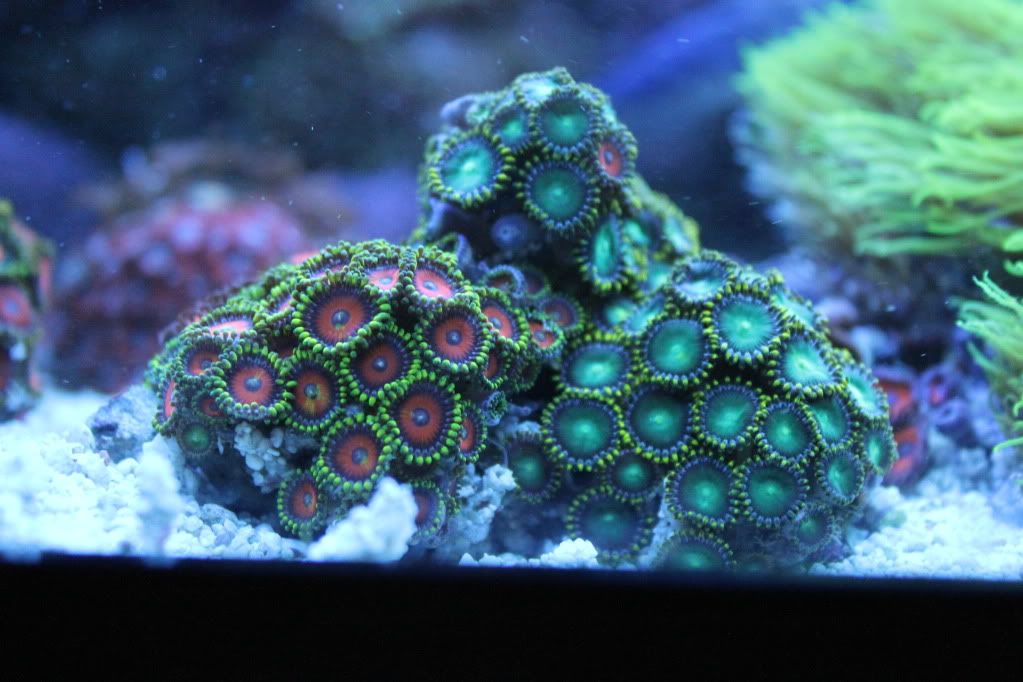 my mixed reef IMG_0187