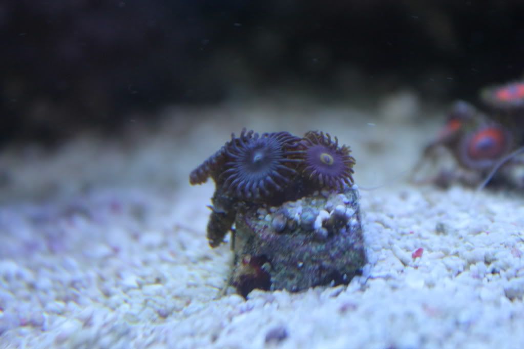 my mixed reef IMG_0201