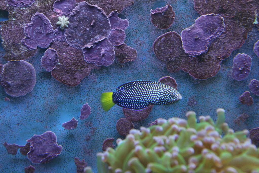 my mixed reef IMG_0214