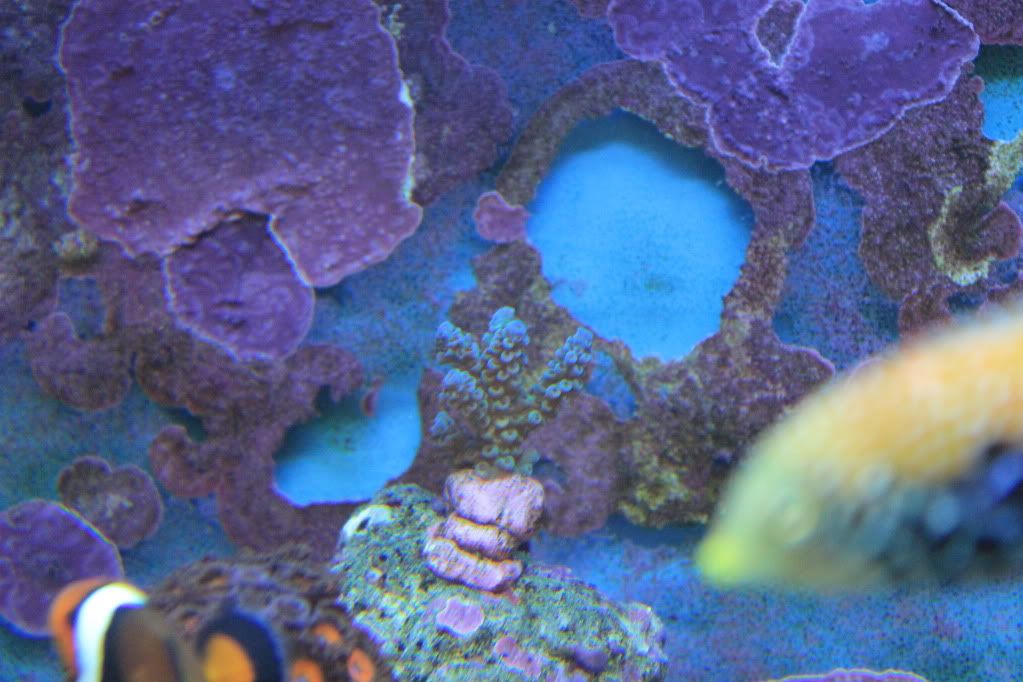 my mixed reef IMG_0336