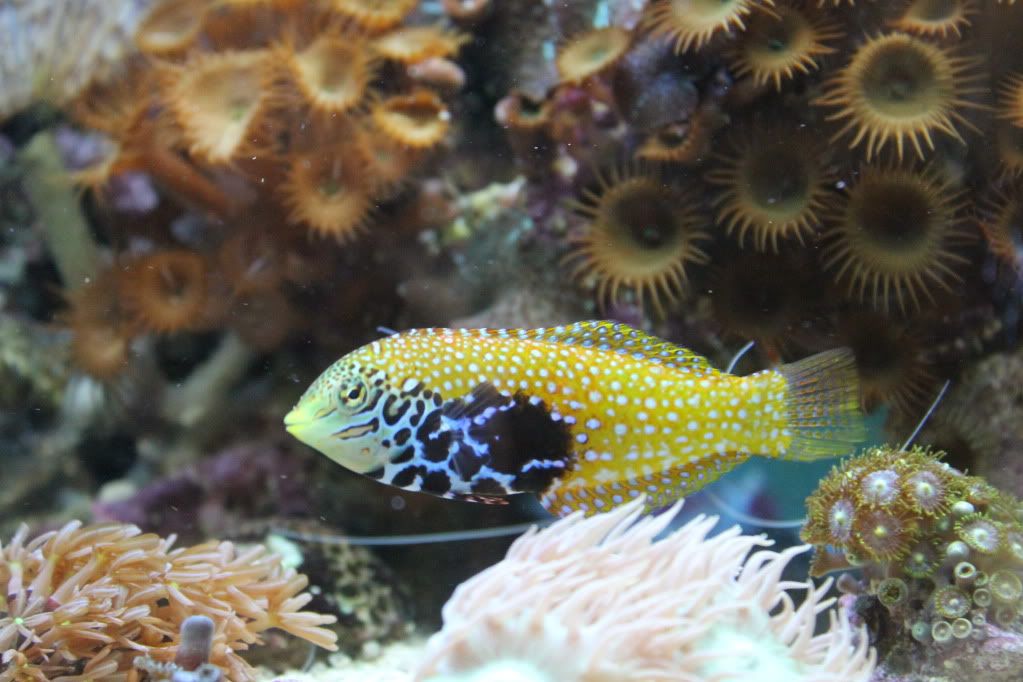 my mixed reef IMG_0743