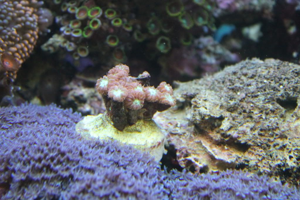 my mixed reef IMG_0748