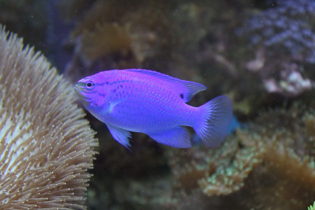 my mixed reef IMG_0750
