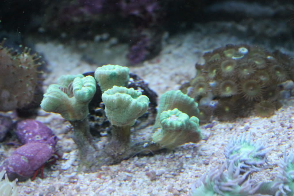 my mixed reef - Page 2 IMG_1143_zps576e5a1d