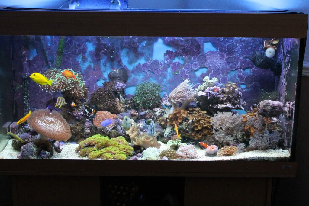 my mixed reef - Page 2 IMG_1368