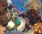 my mixed reef Th_VIDEO0031