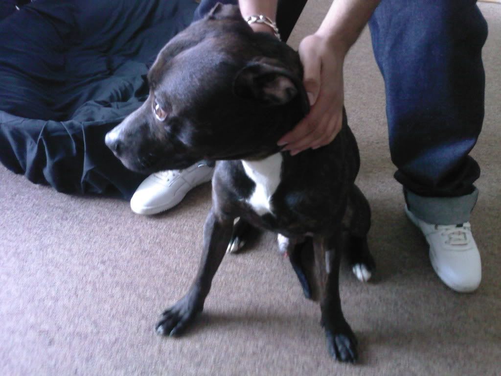 Is My Staffy A Cross