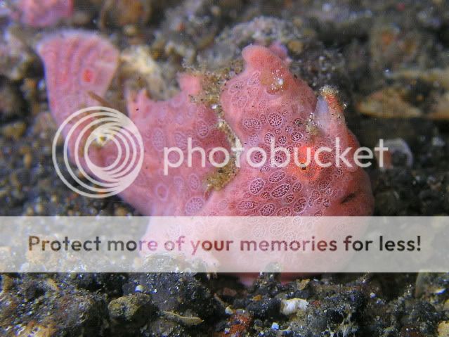 Weird and Wonderful underwater world of North Sulawesi BunakenLembeh4