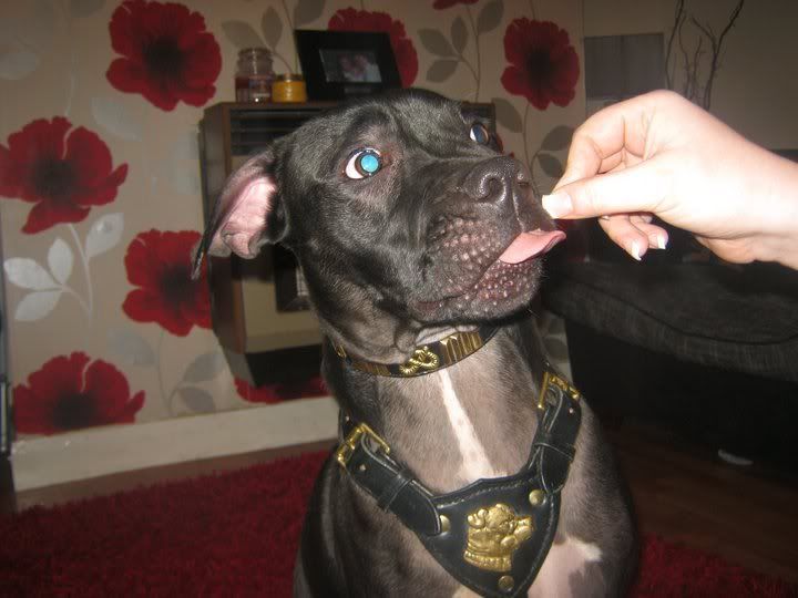 Billy in his new BLING!!!!! BillyBling