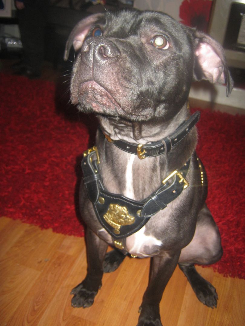 Billy in his new BLING!!!!! 015-1