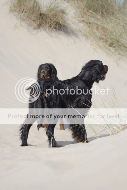 Setter des Monats August Beachday0012