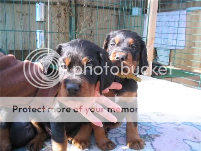 Neue Foto's der Welpen Pups6wekengeel