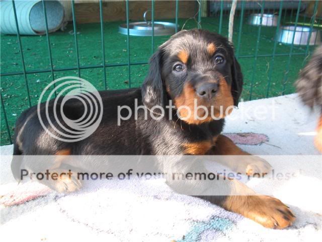 Neue Foto's der Welpen Pups6wekenlief