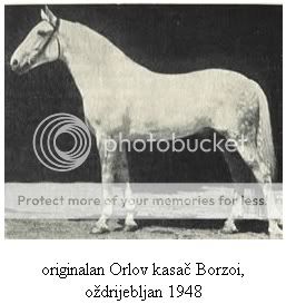 ORLOV TROTTER - ORLOV KASAC Image4-1