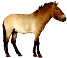 DIVLJI KONJ PRZEWALSKI - Equus caballus przewalskii przewalskii Poliakov PrzewalskiHorse