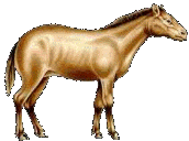 Evolucija konja Merychippus