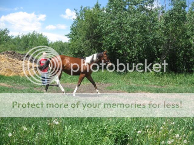 Brennen's 4-H yearlings- More pics added Brennenhorses1112