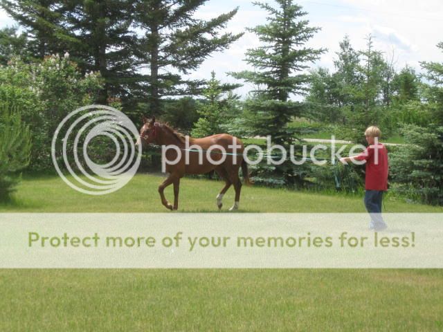Brennen's 4-H yearlings- More pics added Brennenhorses1121