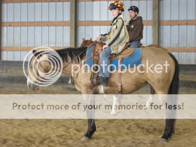 Opinion on this mare wanted IMG_0431