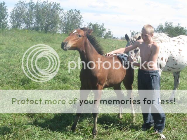 Jodie, 2010 filly IMG_7853