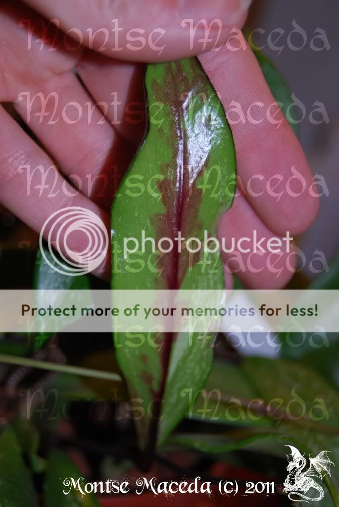 Hoya pubicalyx Royal DSC_0056