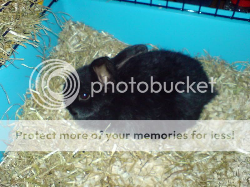 baby bunny pics- add yours. DSC000431