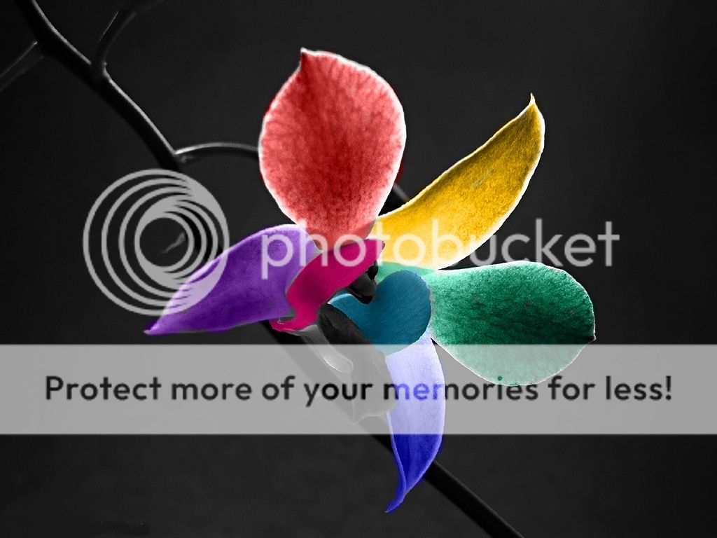 Imagenes para Relajar RainbowFlower
