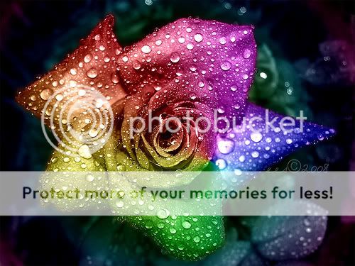 Find a Picture! Rainbowflower