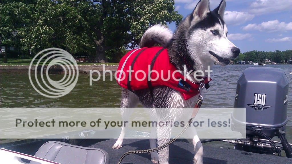 Classic Photos Of Your Huskies IMAG0779