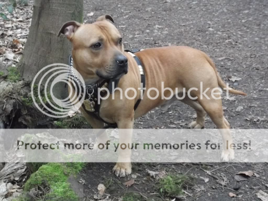 Traditional leather harness Grey7