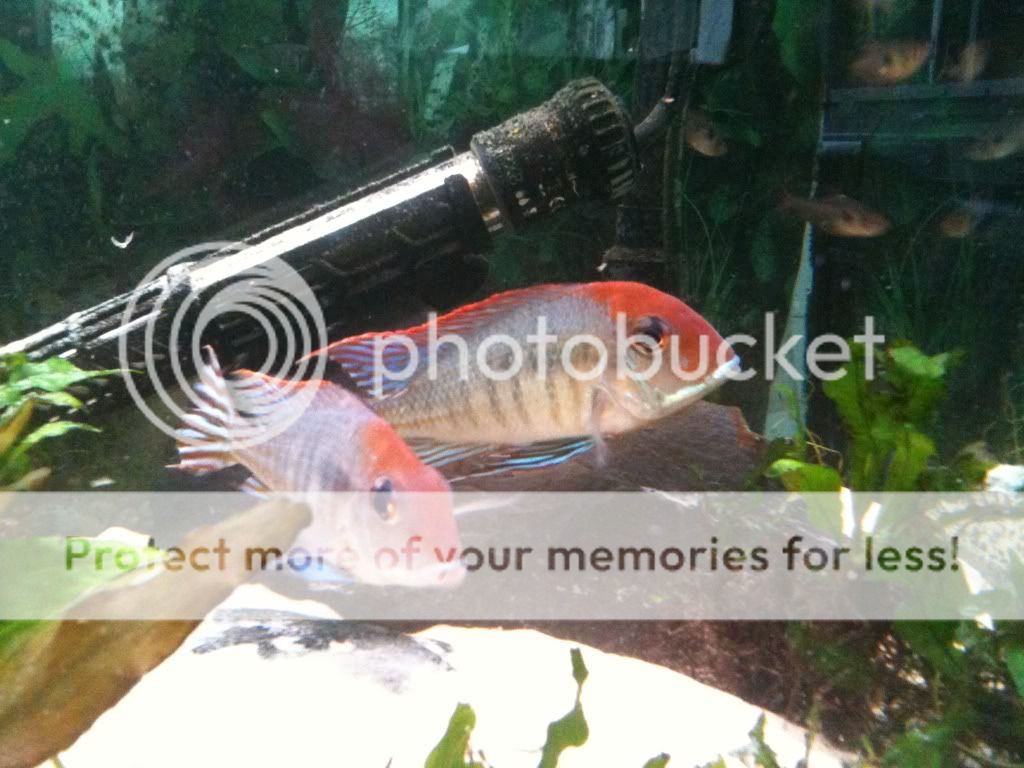 Breeding 'Red Head' Tapajos Geophagus 8cd7e4c4