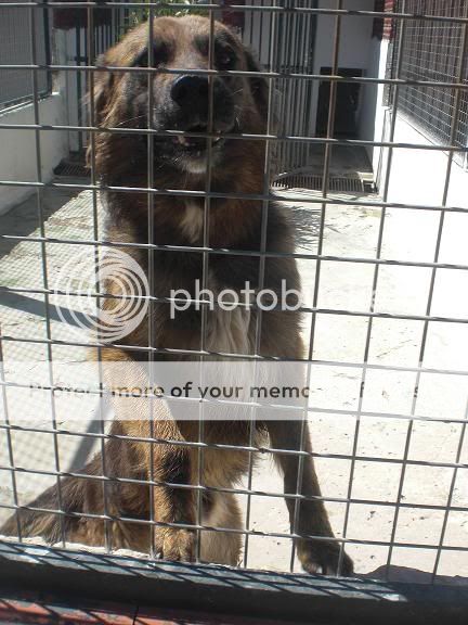 Adoptado  *SEUR* Cruce Pastor Belga, se va a morir en la perrera de Los Barrios (CADIZ) Seur2