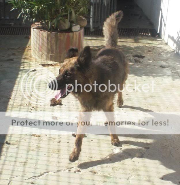 Adoptado  *SEUR* Cruce Pastor Belga, se va a morir en la perrera de Los Barrios (CADIZ) Seur5