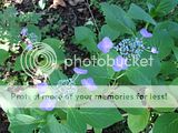 Hydrangea à identifier Th_DSC07381