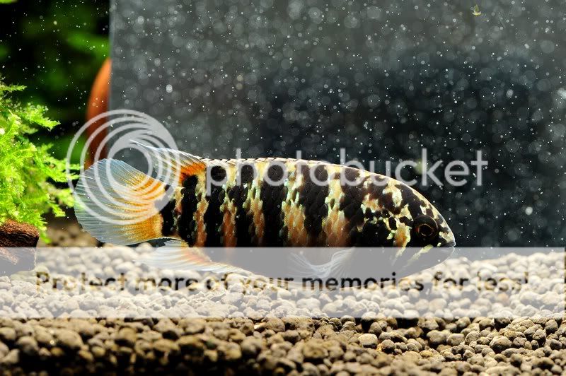 Apistogramma Nannaraca adoketa-Ivanacara adoketa e Utlização de Bogwood WildRVAAdoketaFemale01