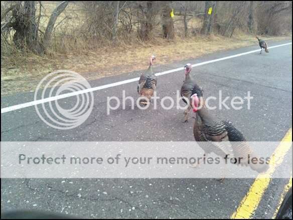 Turkey Season Pics Turkeys