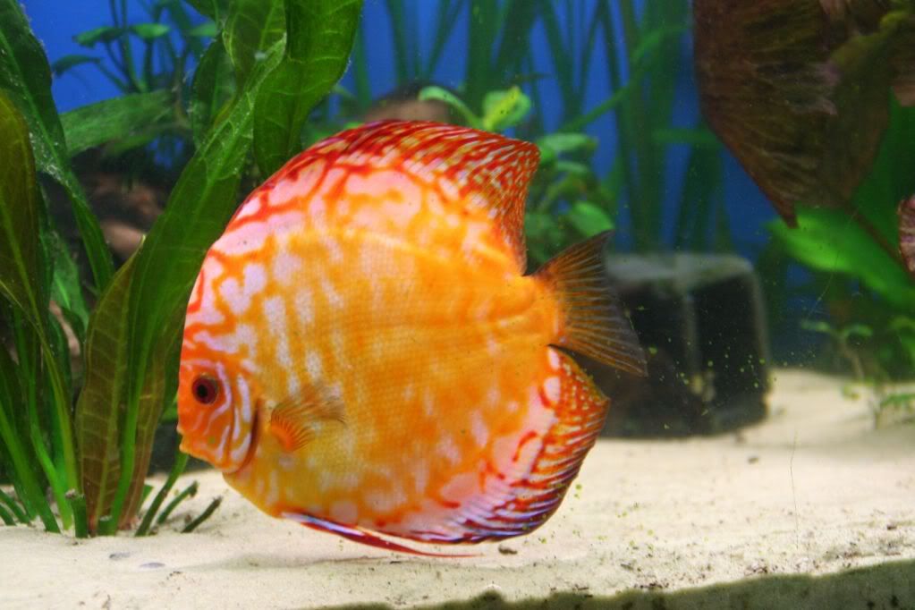 Discus Fry in community Tank IMG_5431