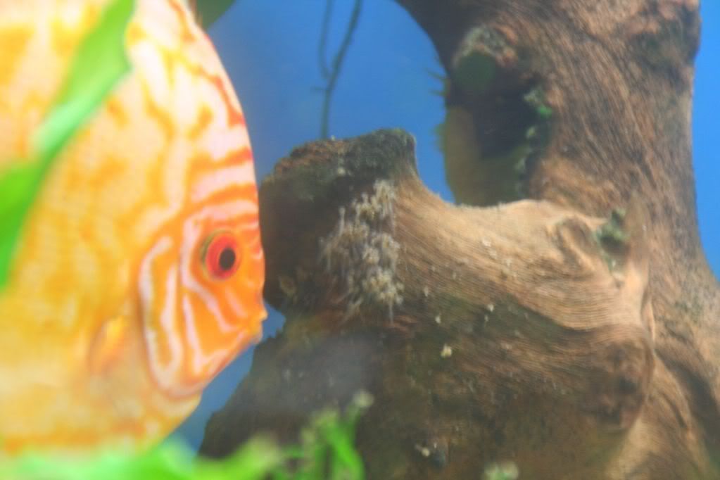 Discus Fry in community Tank IMG_5440