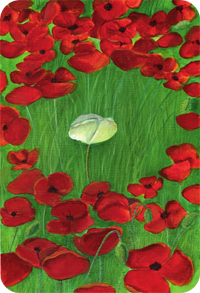 Tes cartes. Coquelicot