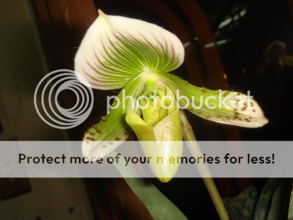 Lan Hài-PAPHIOPEDILUM PFITZER DSC00162