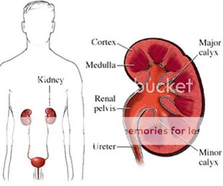 சிறுநீரக செயலிழப்பை ஆரம்பத்திலேயே கண்டறிவது எப்படி Kidney3