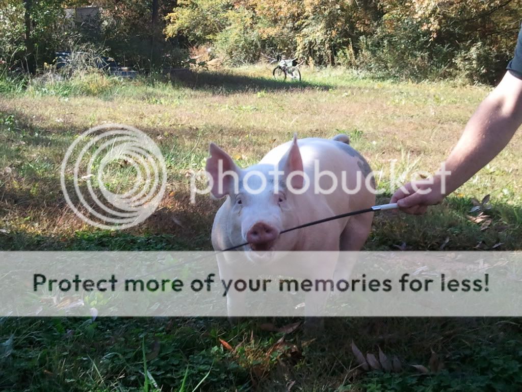 littermate gilt to our wtc prospect boar WP_000759