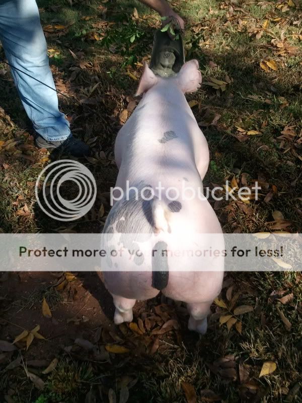 littermate gilt to our wtc prospect boar WP_000761