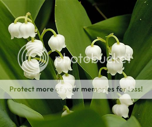 The only flower. (Solo) Lily-of-the-Valley-Flower-1